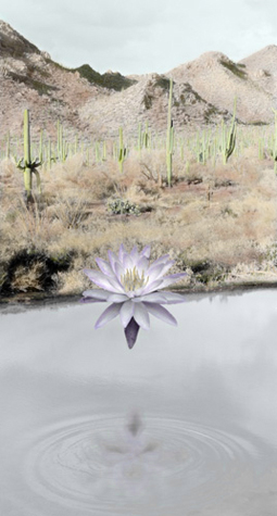 Desert Lotus
