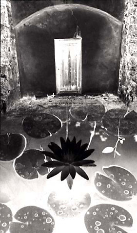 Lilly Negative