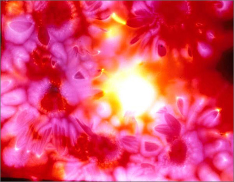 Aster #1