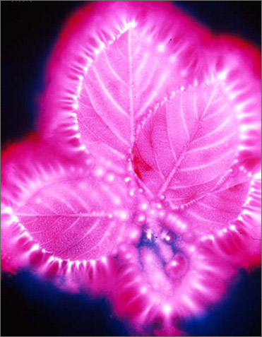 Blackberry Leaves
