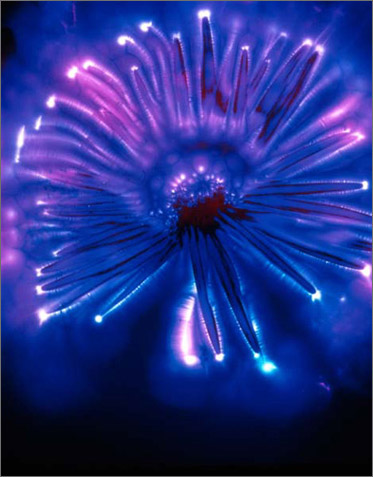 Gerbera Daisy #2