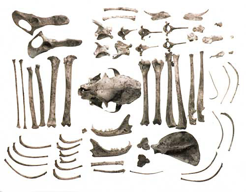 Specimen #10