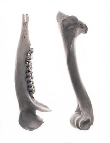 Specimen #111-1