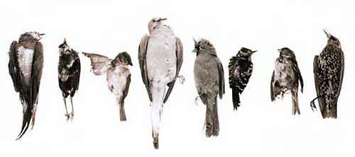 Specimen #23-2