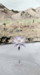 desert lotus