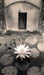 Waterlily positive
