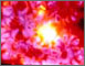 Aster #1