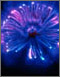 Gerbera Daisy #2